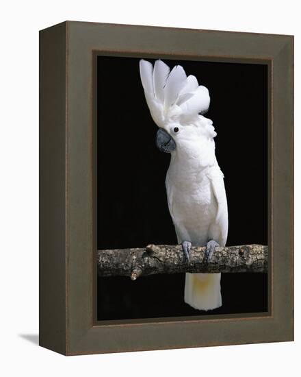 White or Umbrella Cockatoo-Lynn M^ Stone-Framed Premier Image Canvas