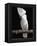 White or Umbrella Cockatoo-Lynn M^ Stone-Framed Premier Image Canvas