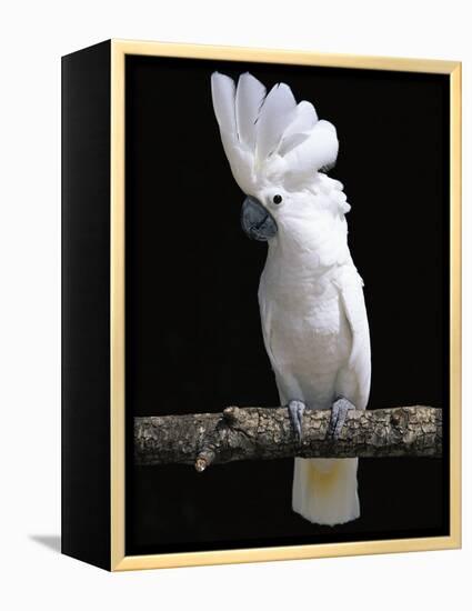 White or Umbrella Cockatoo-Lynn M^ Stone-Framed Premier Image Canvas