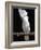 White or Umbrella Cockatoo-Lynn M^ Stone-Framed Photographic Print