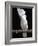 White or Umbrella Cockatoo-Lynn M^ Stone-Framed Photographic Print