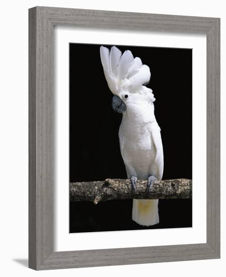 White or Umbrella Cockatoo-Lynn M^ Stone-Framed Photographic Print