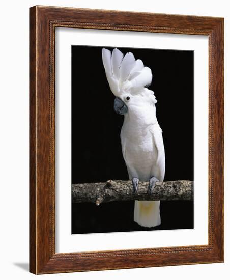 White or Umbrella Cockatoo-Lynn M^ Stone-Framed Photographic Print