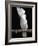 White or Umbrella Cockatoo-Lynn M^ Stone-Framed Photographic Print