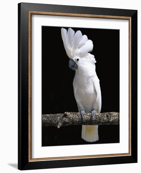 White or Umbrella Cockatoo-Lynn M^ Stone-Framed Photographic Print