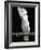 White or Umbrella Cockatoo-Lynn M^ Stone-Framed Photographic Print