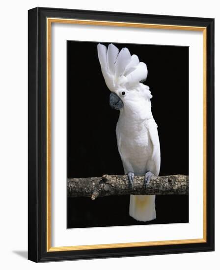 White or Umbrella Cockatoo-Lynn M^ Stone-Framed Photographic Print