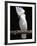 White or Umbrella Cockatoo-Lynn M^ Stone-Framed Photographic Print