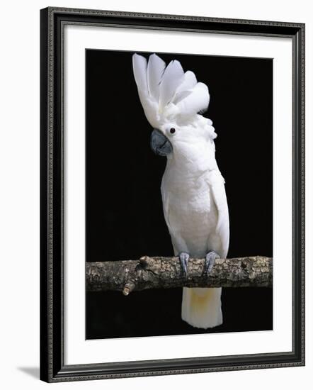 White or Umbrella Cockatoo-Lynn M^ Stone-Framed Photographic Print