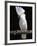 White or Umbrella Cockatoo-Lynn M^ Stone-Framed Photographic Print