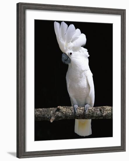 White or Umbrella Cockatoo-Lynn M^ Stone-Framed Photographic Print