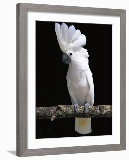 White or Umbrella Cockatoo-Lynn M^ Stone-Framed Photographic Print