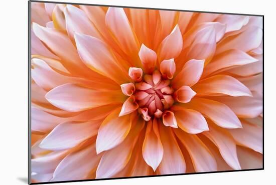 White Orange Dahlia Flower-Cora Niele-Mounted Giclee Print