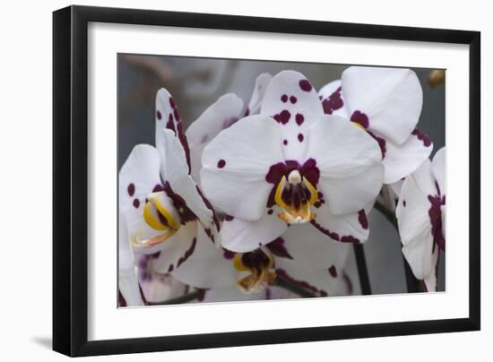 White Orchid Blooms-Anna Miller-Framed Photographic Print