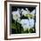 White Orchid Blooms-Anna Miller-Framed Photographic Print