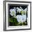 White Orchid Blooms-Anna Miller-Framed Photographic Print