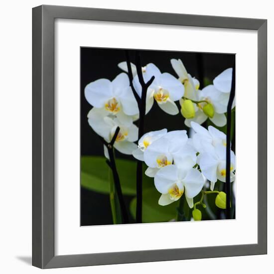 White Orchid Blooms-Anna Miller-Framed Photographic Print