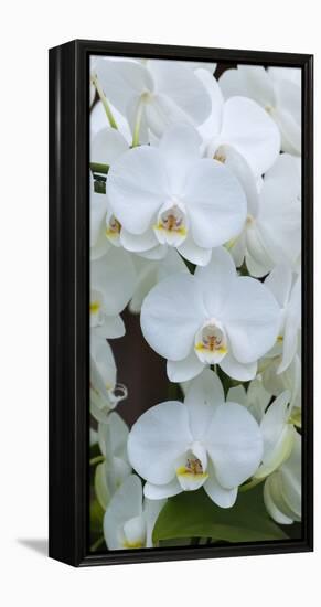 White Orchid Blooms-Anna Miller-Framed Premier Image Canvas