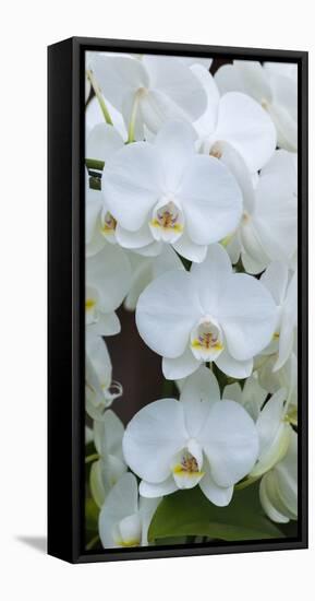 White Orchid Blooms-Anna Miller-Framed Premier Image Canvas