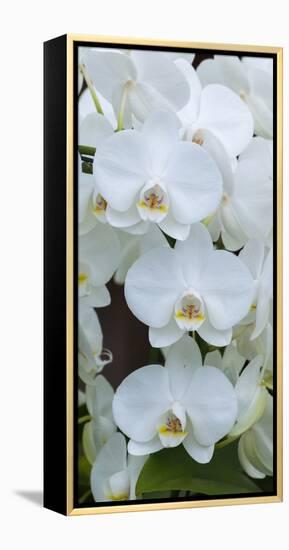 White Orchid Blooms-Anna Miller-Framed Premier Image Canvas