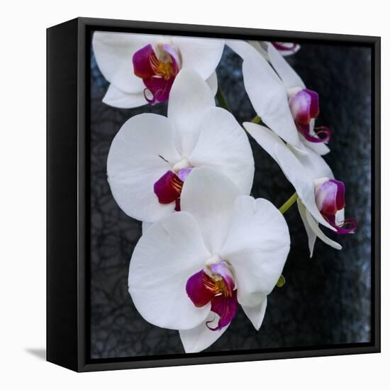 White Orchid Blooms-Anna Miller-Framed Premier Image Canvas