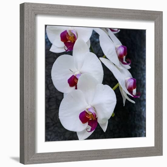 White Orchid Blooms-Anna Miller-Framed Photographic Print