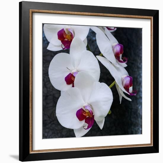 White Orchid Blooms-Anna Miller-Framed Photographic Print