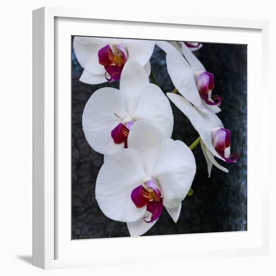 White Orchid Blooms-Anna Miller-Framed Photographic Print