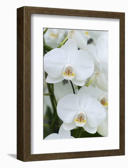 White orchid blooms-Anna Miller-Framed Photographic Print