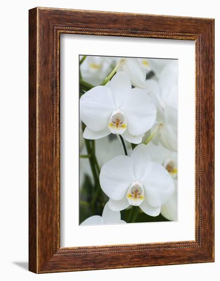 White orchid blooms-Anna Miller-Framed Photographic Print