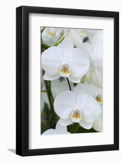 White orchid blooms-Anna Miller-Framed Photographic Print