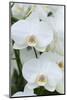 White orchid blooms-Anna Miller-Mounted Photographic Print