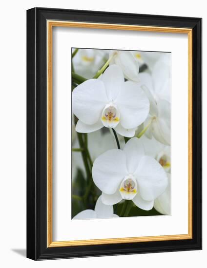 White orchid blooms-Anna Miller-Framed Photographic Print