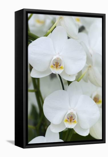 White orchid blooms-Anna Miller-Framed Premier Image Canvas