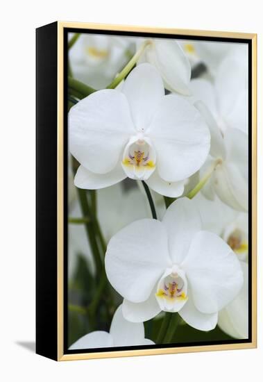 White orchid blooms-Anna Miller-Framed Premier Image Canvas