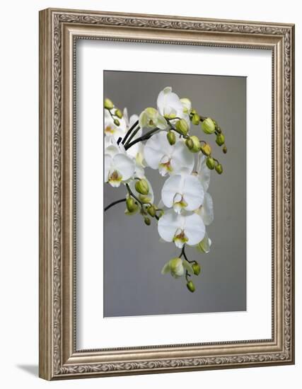 White orchid blooms-Anna Miller-Framed Photographic Print