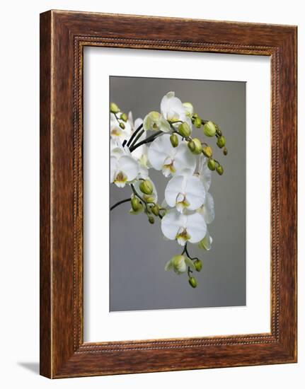 White orchid blooms-Anna Miller-Framed Photographic Print