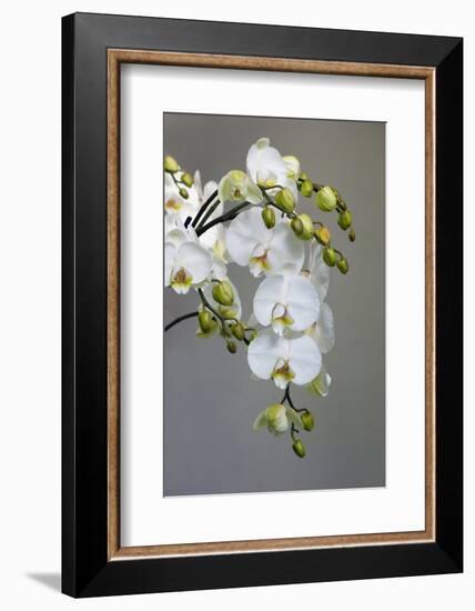 White orchid blooms-Anna Miller-Framed Photographic Print