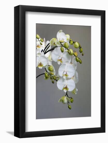 White orchid blooms-Anna Miller-Framed Photographic Print