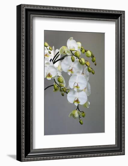 White orchid blooms-Anna Miller-Framed Photographic Print