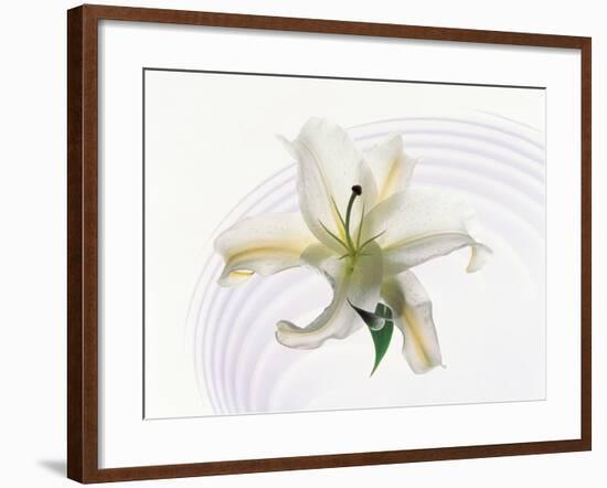 White Orchid Floating in Crystal Bowl-null-Framed Photographic Print