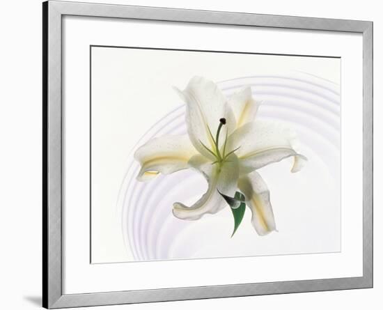 White Orchid Floating in Crystal Bowl-null-Framed Photographic Print