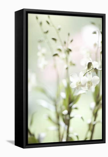 White Orchid I-Karyn Millet-Framed Premier Image Canvas