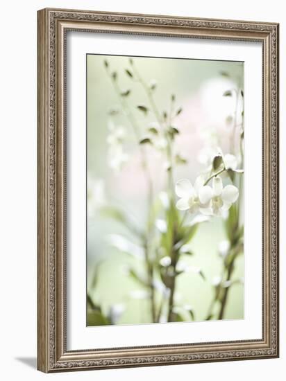 White Orchid I-Karyn Millet-Framed Photographic Print