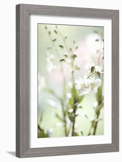 White Orchid I-Karyn Millet-Framed Photographic Print