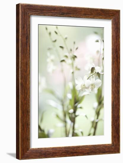 White Orchid I-Karyn Millet-Framed Photographic Print