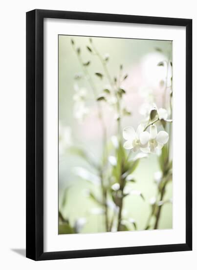 White Orchid I-Karyn Millet-Framed Photographic Print