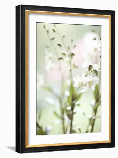 White Orchid I-Karyn Millet-Framed Photographic Print