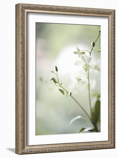 White Orchid II-Karyn Millet-Framed Photographic Print