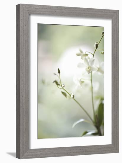 White Orchid II-Karyn Millet-Framed Photographic Print